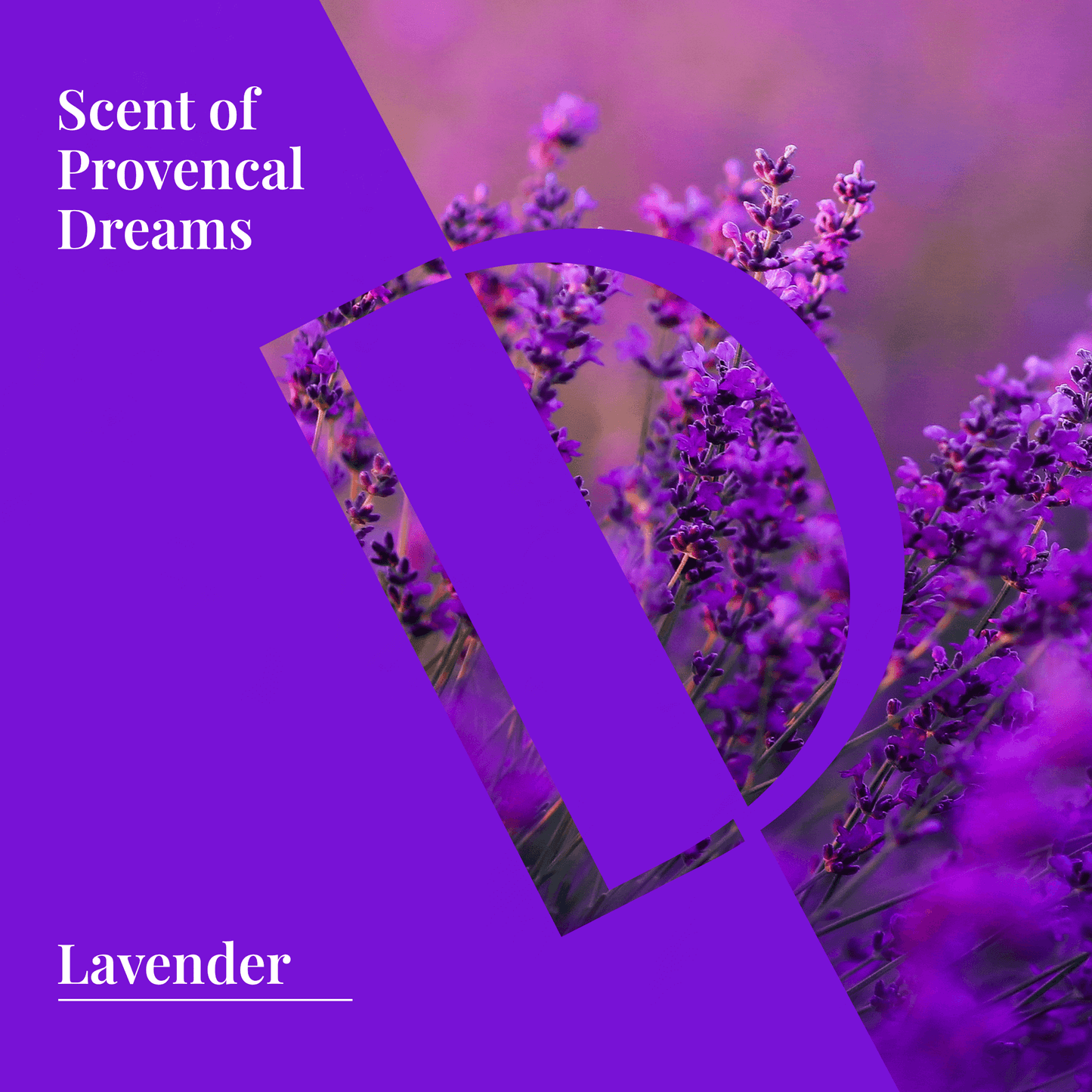 Lavender field with text overlay "Scent of Provencal Dreams," showcasing natural beauty and calming essence of lavender.