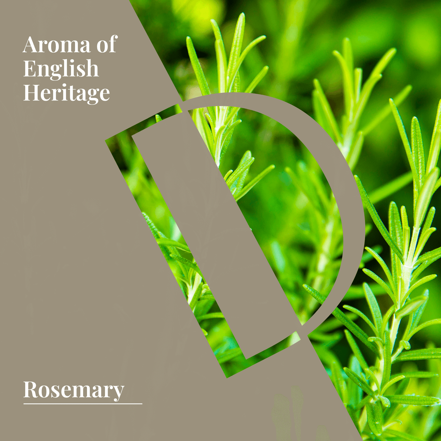 Fresh rosemary leaves highlighting aromatic English heritage, ideal for organic wellness grade rosemary essential oil.