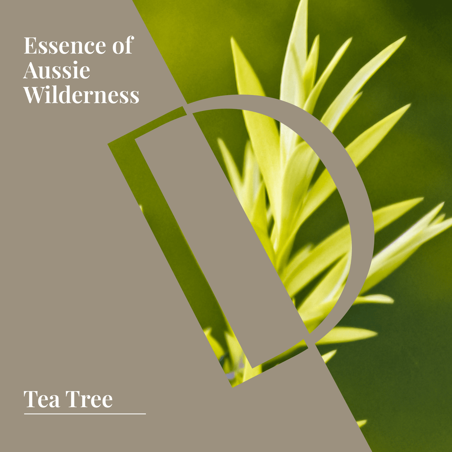 Alt Tag: Close-up of tea tree plant representing the essence of Aussie wilderness in a promotional graphic for Tea Tree Essential Oil.