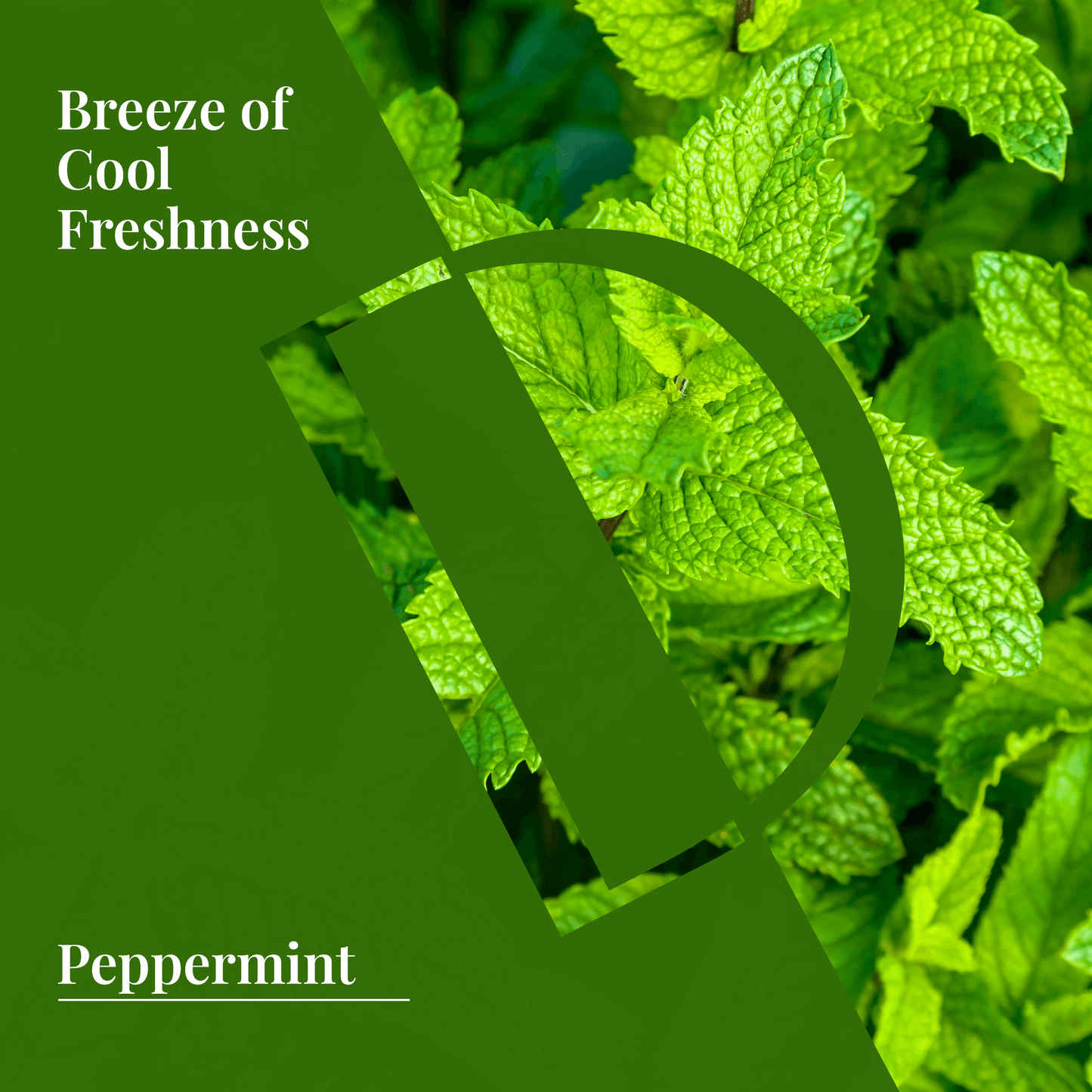 Peppermint leaves depicting refreshing coolness and invigoration for organic wellness essential oil products.