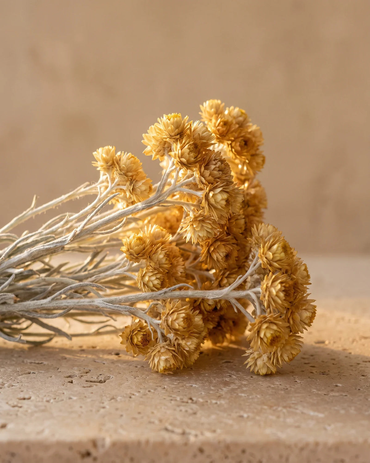 Golden helichrysum flowers on silvery stems on warm travertine — the warm, honeyed scent of Delune Helichrysum (Immortelle) Pure Essential Oil