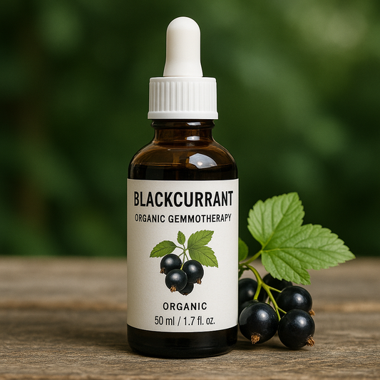 Blackcurrant Organic Gemmotherapy
