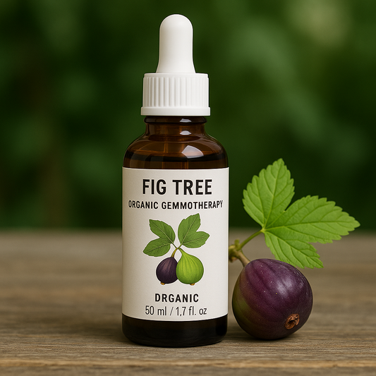 Fig Tree Organic Gemmotherapy