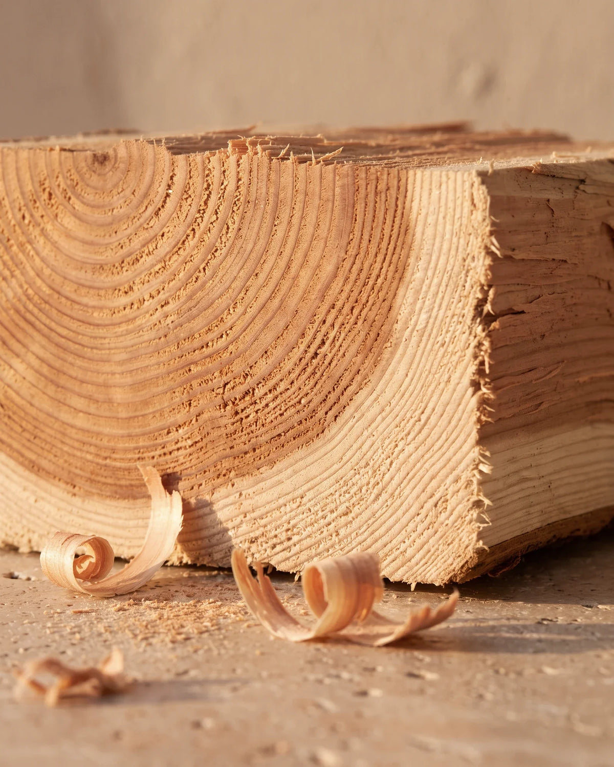 Freshly split cedarwood block with curled shavings and sawdust in raking warm light — the dry, woody scent of Delune Cedarwood Pure Essential Oil