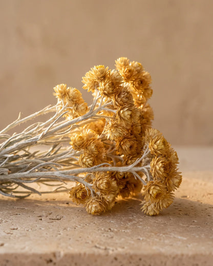 Golden helichrysum flowers on silvery stems on warm travertine — the warm, honeyed scent of Delune Helichrysum (Immortelle) Pure Essential Oil
