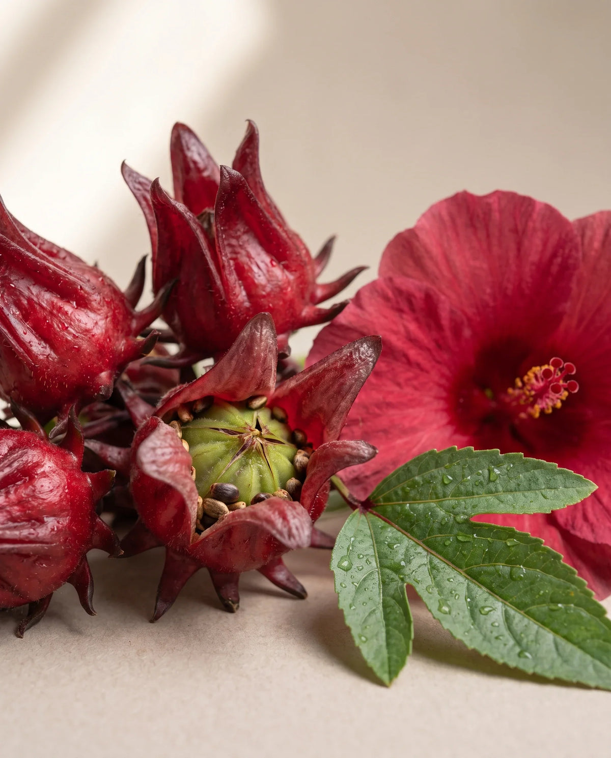 Delune Hibiscus Seed Oil botanical still life of roselle hibiscus