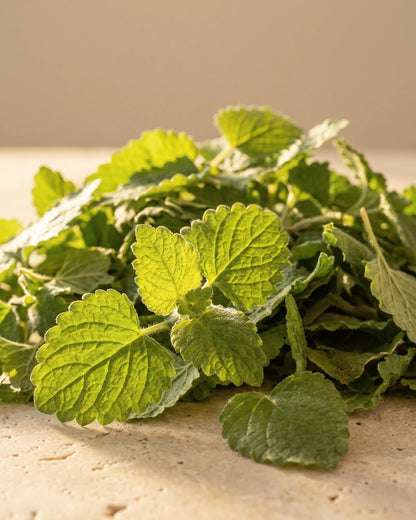 Fresh crinkled lemon balm leaves glowing in warm sunlight — the gentle lemony scent of Delune Melissa Pure Essential Oil
